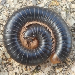 Diplopoda (class) (Unidentified millipede) at Barunguba (Montague) Island - 26 Mar 2019 by HarveyPerkins