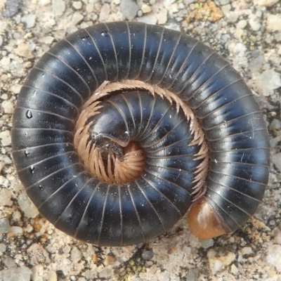 DIPLOPODA (Millipede) at Undefined, NSW - 26 Mar 2019 by HarveyPerkins