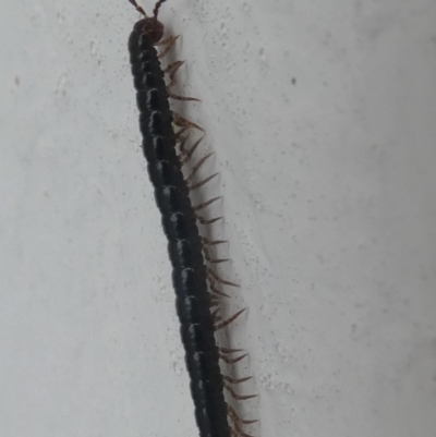 Diplopoda (class) (Unidentified millipede) at Barunguba (Montague) Island - 24 Mar 2019 by HarveyPerkins