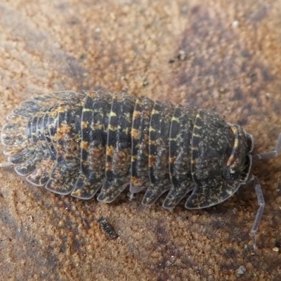 Oniscidea (suborder) (Slater, woodlouse) at Undefined, NSW - 24 Mar 2019 by HarveyPerkins