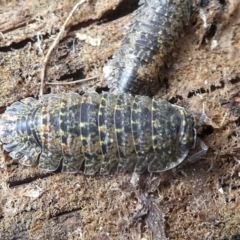 Oniscidea (suborder) at Undefined, NSW - 24 Mar 2019 11:37 AM