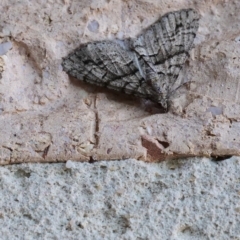 Lipogya exprimataria (Jagged Bark Moth) at Harrison, ACT - 31 Mar 2019 by DPRees125