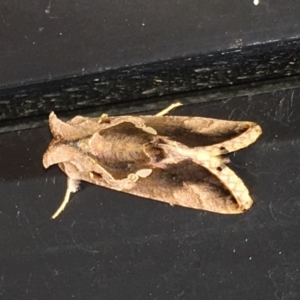 Chrysodeixis eriosoma at Harrison, ACT - 6 Apr 2019 10:54 AM