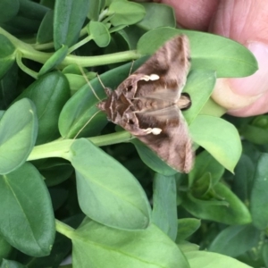 Chrysodeixis eriosoma at Harrison, ACT - 6 Apr 2019 10:54 AM