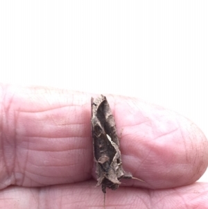 Chrysodeixis eriosoma at Harrison, ACT - 6 Apr 2019 10:54 AM