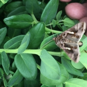 Chrysodeixis eriosoma at Harrison, ACT - 6 Apr 2019 10:54 AM