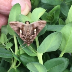 Chrysodeixis eriosoma at Harrison, ACT - 6 Apr 2019 10:54 AM