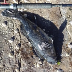 Unidentified Fish (TBC) at Tura Beach, NSW - 1 Apr 2019 by Steff