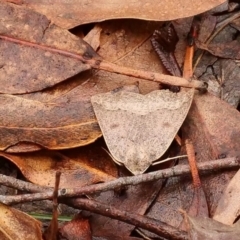 Androchela newmannaria (Newman's Cape-moth) at Tidbinbilla Nature Reserve - 22 Mar 2019 by DPRees125
