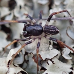 Zodariidae sp. (family) (Unidentified Ant spider or Spotted ground spider) at Mount Rogers - 6 Apr 2019 by Laserchemisty