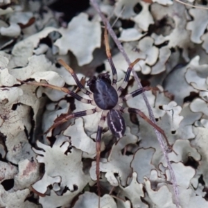 Zodariidae (family) at Spence, ACT - 6 Apr 2019