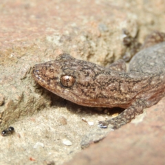 Christinus marmoratus (Southern Marbled Gecko) at Kambah, ACT - 6 Apr 2019 by MatthewFrawley