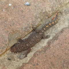 Christinus marmoratus at Kambah, ACT - 6 Apr 2019 01:01 PM