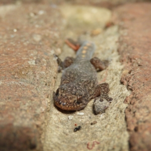 Christinus marmoratus at Kambah, ACT - 6 Apr 2019