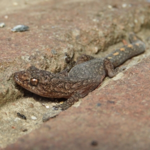 Christinus marmoratus at Kambah, ACT - 6 Apr 2019 01:01 PM