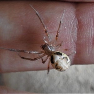 Phonognatha graeffei at Paddys River, ACT - 6 Apr 2019