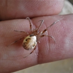 Phonognatha graeffei at Paddys River, ACT - 6 Apr 2019 12:37 PM