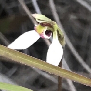Eriochilus cucullatus at Bungendore, NSW - 6 Apr 2019