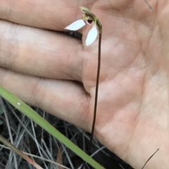 Eriochilus cucullatus at Bungendore, NSW - 6 Apr 2019