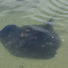 Bathytoshia brevicaudata (Smooth Stingray) at Batemans Bay, NSW - 3 Apr 2019 by roymcd