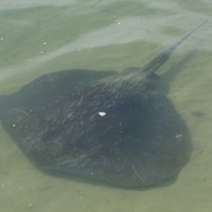 Bathytoshia brevicaudata at Batemans Bay, NSW - 3 Apr 2019 12:08 PM