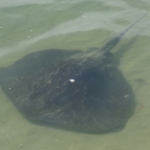 Bathytoshia brevicaudata at Batemans Bay, NSW - 3 Apr 2019