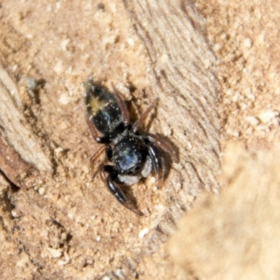 Apricia jovialis (Jovial jumping spider) at Higgins, ACT - 6 Apr 2019 by AlisonMilton