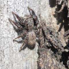 Servaea sp. (genus) (Unidentified Servaea jumping spider) at Higgins, ACT - 31 Mar 2019 by AlisonMilton