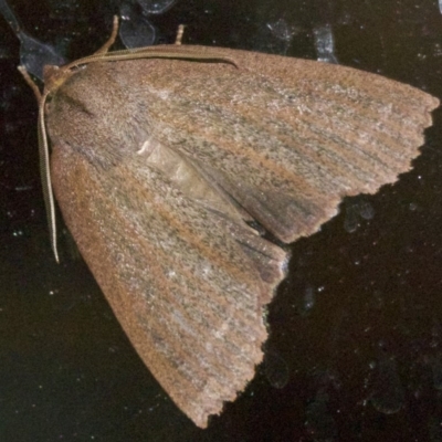 Paralaea porphyrinaria (Chestnut Vein Crest Moth) at Rosedale, NSW - 1 Jun 2018 by jb2602