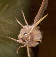 Paralaea porphyrinaria at Rosedale, NSW - 1 Jun 2018 08:59 PM