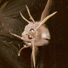 Paralaea porphyrinaria at Rosedale, NSW - 1 Jun 2018 08:59 PM