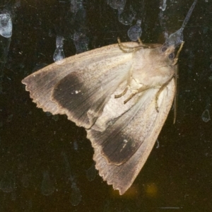 Paralaea porphyrinaria at Rosedale, NSW - 1 Jun 2018