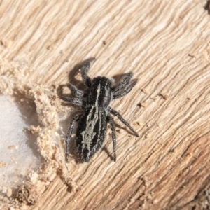 Ocrisiona leucocomis at Higgins, ACT - 6 Apr 2019