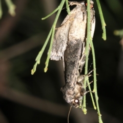 Proteuxoa capularis (Half-moon Noctuid) at Ainslie, ACT - 24 Feb 2019 by jbromilow50