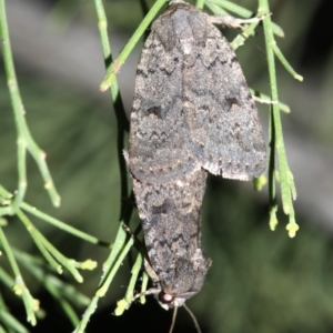 Proteuxoa capularis at Ainslie, ACT - 24 Feb 2019