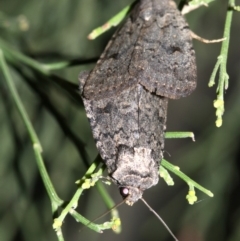 Proteuxoa capularis at Ainslie, ACT - 24 Feb 2019 10:33 PM