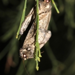 Proteuxoa capularis at Ainslie, ACT - 24 Feb 2019 10:33 PM