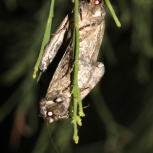 Proteuxoa capularis at Ainslie, ACT - 24 Feb 2019