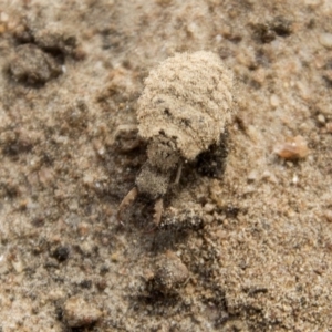 Myrmeleontidae (family) at Higgins, ACT - 6 Apr 2019 11:25 AM