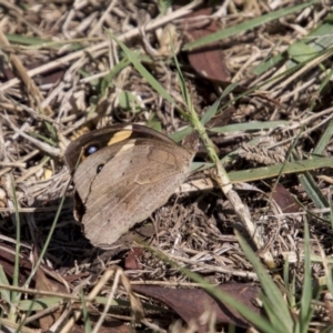 Heteronympha merope at Higgins, ACT - 6 Apr 2019 11:56 AM