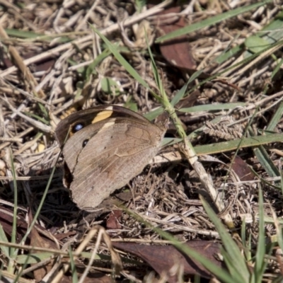 Heteronympha merope (Common Brown Butterfly) at Higgins, ACT - 6 Apr 2019 by AlisonMilton