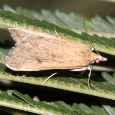 Achyra affinitalis (Cotton Web Spinner, Pyraustinae) at Majura, ACT - 6 Feb 2019 by jb2602