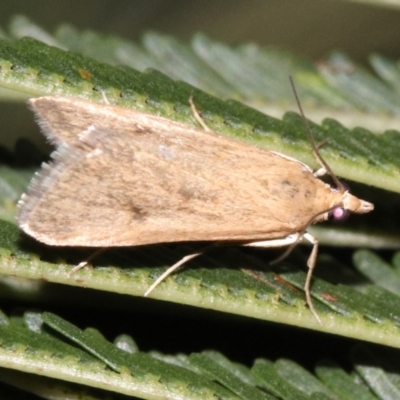 Achyra affinitalis (Cotton Web Spinner) at Majura, ACT - 6 Feb 2019 by jbromilow50