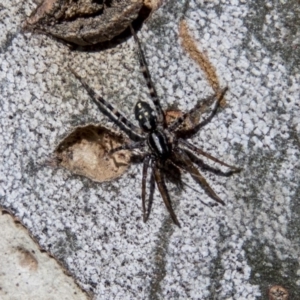 Nyssus coloripes at Higgins, ACT - 6 Apr 2019