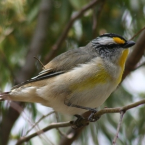 Pardalotus striatus at Sutton, NSW - 17 Oct 2018 11:10 PM