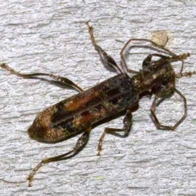 Tessaromma undatum (Velvet eucalypt longhorn beetle) at Ainslie, ACT - 31 May 2018 by jb2602