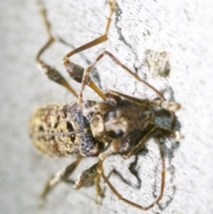 Tessaromma undatum at Ainslie, ACT - 31 May 2018 10:32 PM