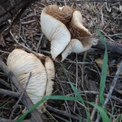 zz agaric (stem; gills white/cream) at Red Hill to Yarralumla Creek - 6 Apr 2019 by JackyF