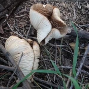 zz agaric (stem; gills white/cream) at Deakin, ACT - 6 Apr 2019 06:46 PM