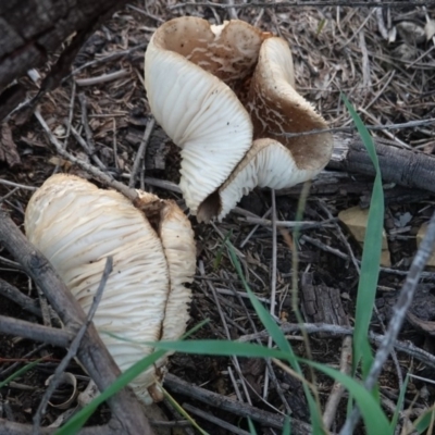 zz agaric (stem; gills white/cream) at Deakin, ACT - 6 Apr 2019 by JackyF